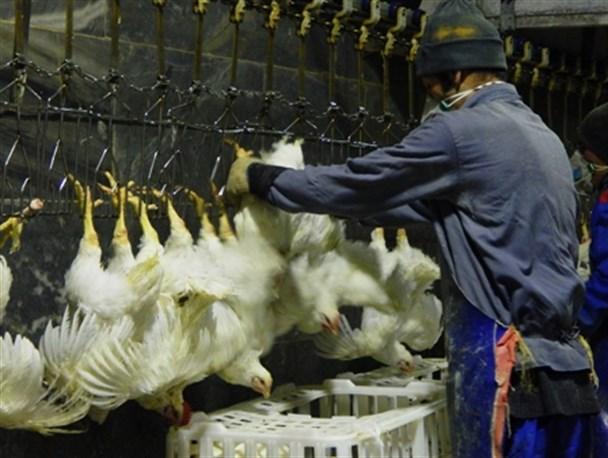 قیمت مرغ در کشتارگاه,اخبار اقتصادی,خبرهای اقتصادی,کشت و دام و صنعت