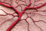 رگ های خونی,اخبار پزشکی,خبرهای پزشکی,تازه های پزشکی