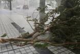 طوفان در ژاپن,اخبار حوادث,خبرهای حوادث,حوادث طبیعی