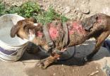 شکنجه سگ با موتورسیکلت,اخبار اجتماعی,خبرهای اجتماعی,محیط زیست