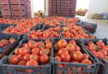 گوجه فرنگی,اخبار اقتصادی,خبرهای اقتصادی,تجارت و بازرگانی