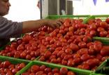 قیمت گوجه فرنگی,اخبار اقتصادی,خبرهای اقتصادی,کشت و دام و صنعت