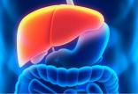 سرطان کبد,اخبار پزشکی,خبرهای پزشکی,مشاوره پزشکی