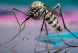 ویروس زیکا,اخبار علمی,خبرهای علمی,طبیعت و محیط زیست