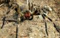 عنکبوت برزیلی آواره,اخبار علمی,خبرهای علمی,طبیعت و محیط زیست
