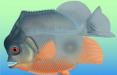 فسیل ماهی خونخوار,اخبار علمی,خبرهای علمی,طبیعت و محیط زیست