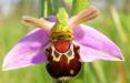 گل ارکیده زنبوری,اخبار علمی,خبرهای علمی,طبیعت و محیط زیست