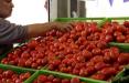 قیمت گوجه فرنگی,اخبار اقتصادی,خبرهای اقتصادی,کشت و دام و صنعت