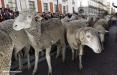 تصاویر رژه گوسفندان در اسپانیا,عکس های جشنواره ترانشومانسه,عکسهای رژه گوسفندان در مادرید
