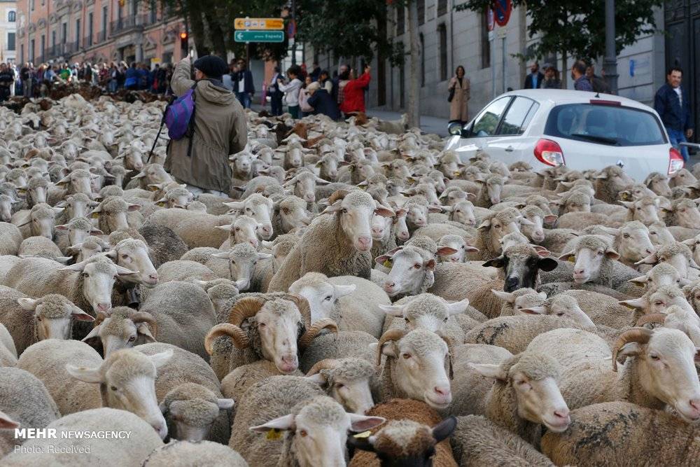 تصاویر رژه گوسفندان در اسپانیا,عکس های جشنواره ترانشومانسه,عکسهای رژه گوسفندان در مادرید