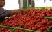 قیمت گوجه فرنگی