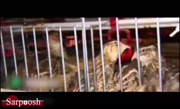 ویدئو/ پرورش بلدرچین ( مصاحبه با شخص موفق در زمینه پرورش بلدرچین)