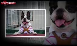 ویدئو/سگ خانگی و ده نوع از برترین نژاد آنها + شرایط نگهداری 