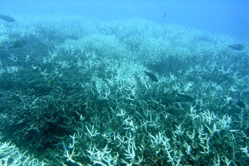 مرجان های دریایی,اخبار علمی,خبرهای علمی,طبیعت و محیط زیست