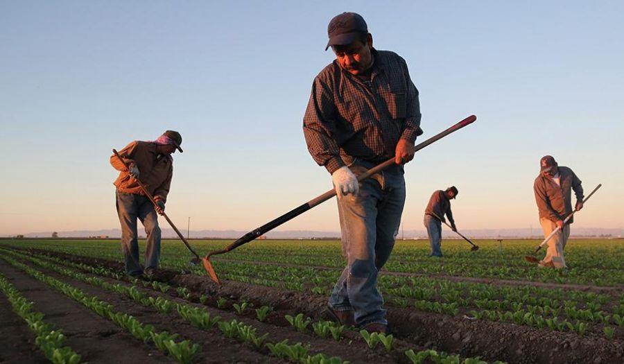 دستمزد کارگران کشاورزی,اخبار کار,خبرهای کار,حقوق و دستمزد