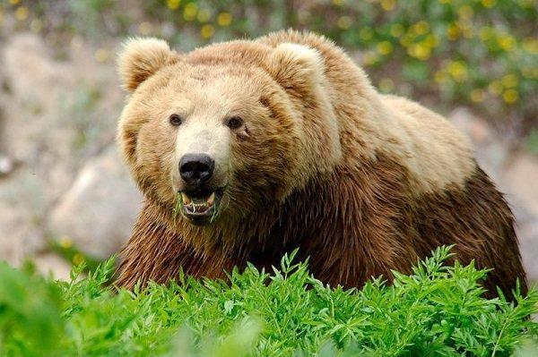خرس قهوه ای,اخبار علمی,خبرهای علمی,طبیعت و محیط زیست
