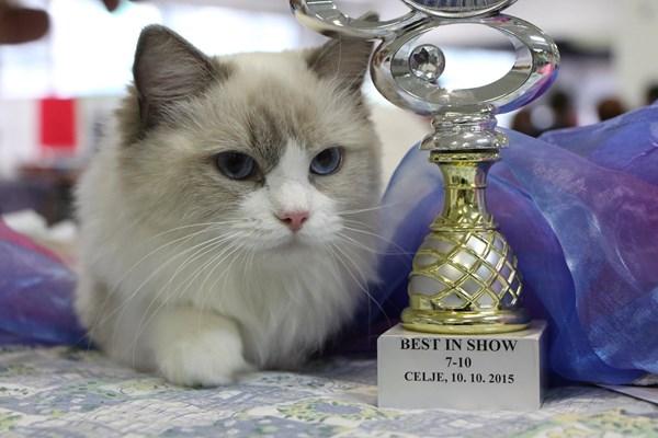 شن‌شو گربه‌ها,اخبار اجتماعی,خبرهای اجتماعی,شهر و روستا