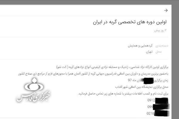 شن‌شو گربه‌ها,اخبار اجتماعی,خبرهای اجتماعی,شهر و روستا