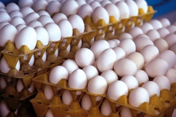 عرضه تخم مرغ وارداتی با نرخ دولتی,اخبار اقتصادی,خبرهای اقتصادی,کشت و دام و صنعت