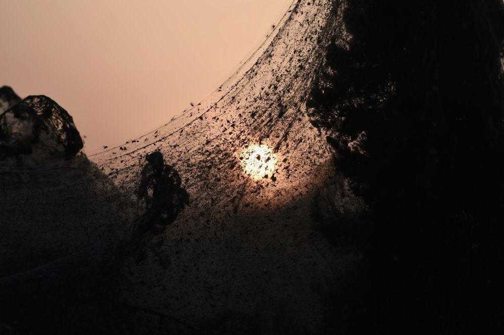 جنگل عنکبوتی در یونان,اخبار جالب,خبرهای جالب,خواندنی ها و دیدنی ها