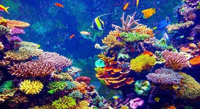 صخره‌های مرجانی,اخبار علمی,خبرهای علمی,طبیعت و محیط زیست