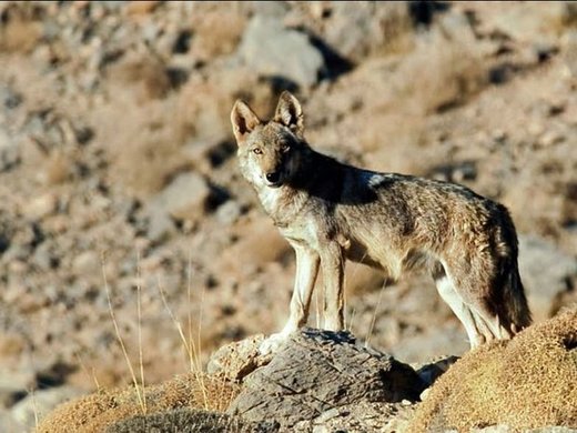 انتقال زیست‌گاه گرگ‌ها,اخبار علمی,خبرهای علمی,طبیعت و محیط زیست