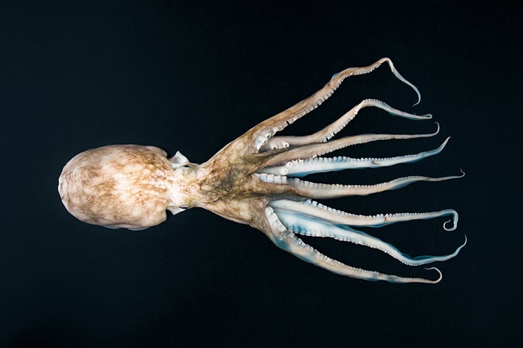 استفاده از سفالوپودها,اخبار پزشکی,خبرهای پزشکی,تازه های پزشکی