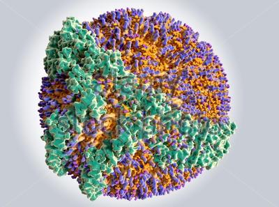 بالا بودن کلسترول خون,اخبار پزشکی,خبرهای پزشکی,مشاوره پزشکی