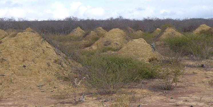 تپه های 4000 ساله در آمازون,اخبار علمی,خبرهای علمی,طبیعت و محیط زیست