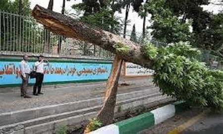 سقوط ناگهانی درخت چنار,اخبار حوادث,خبرهای حوادث,حوادث امروز