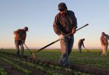 دستمزد کارگران کشاورزی,اخبار کار,خبرهای کار,حقوق و دستمزد