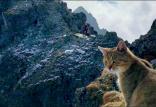 گربه کوه نورد,اخبار جالب,خبرهای جالب,خواندنی ها و دیدنی ها