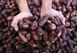 خرما,اخبار اقتصادی,خبرهای اقتصادی,کشت و دام و صنعت