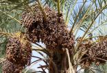 خرما,اخبار اقتصادی,خبرهای اقتصادی,کشت و دام و صنعت