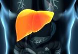 کبد,اخبار پزشکی,خبرهای پزشکی,تازه های پزشکی