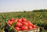 گرانی گوجه فرنگی,اخبار اقتصادی,خبرهای اقتصادی,کشت و دام و صنعت