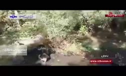 ویدئو/ حمله گراز وحشی به پیرمرد زنجانی!
