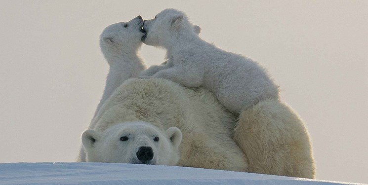 انقراض خرس‌های قطبی,اخبار علمی,خبرهای علمی,طبیعت و محیط زیست