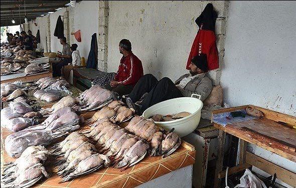 شکار پرندگان مهاجر,اخبار اجتماعی,خبرهای اجتماعی,محیط زیست