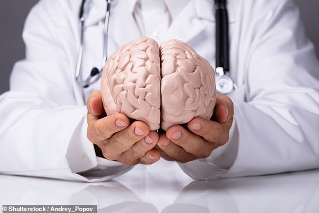 اندازه مغز اندازه مغز,اخبار پزشکی,خبرهای پزشکی,تازه های پزشکی