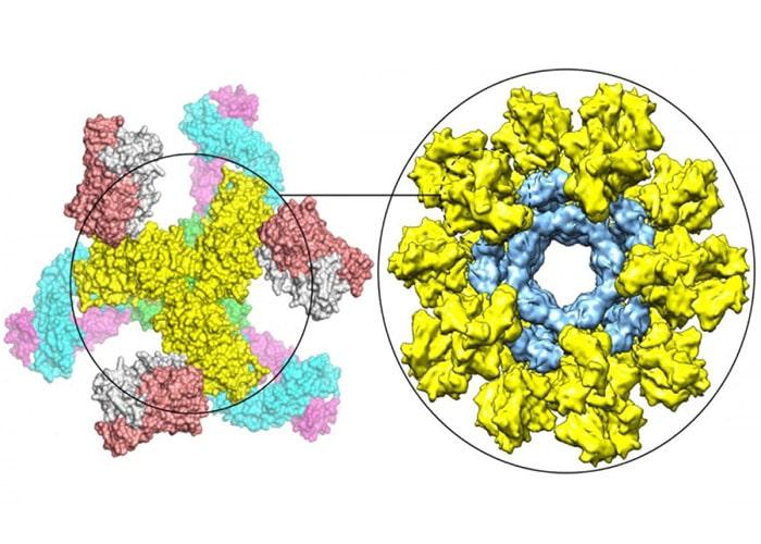 تولید واکسن اچ آی وی تولید واکسن اچ آی وی,اخبار پزشکی,خبرهای پزشکی,تازه های پزشکی