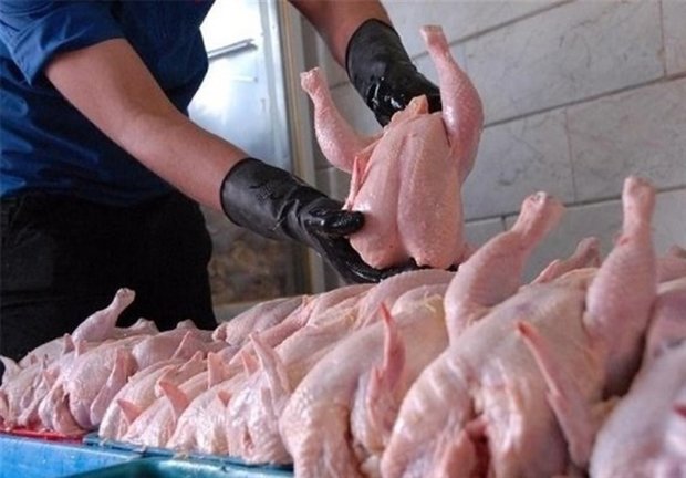 مرغ مرغ,اخبار اقتصادی,خبرهای اقتصادی,کشت و دام و صنعت