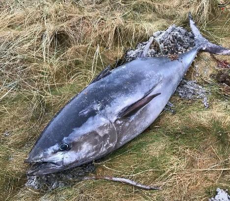 ماهی,اخبار جالب,خبرهای جالب,خواندنی ها و دیدنی ها
