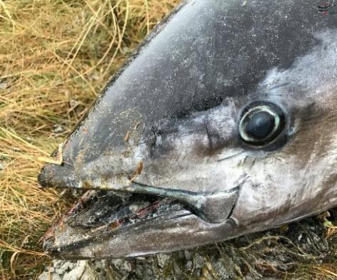 ماهی,اخبار جالب,خبرهای جالب,خواندنی ها و دیدنی ها