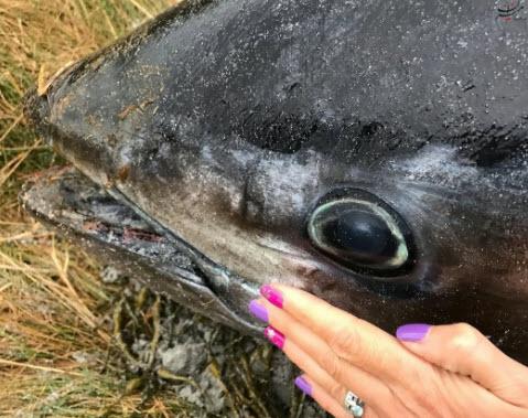 ماهی,اخبار جالب,خبرهای جالب,خواندنی ها و دیدنی ها