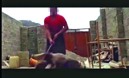فیلم تکان‌دهنده دیگری از شکنجه حیوانات باعث رنجش افکار عمومی شد