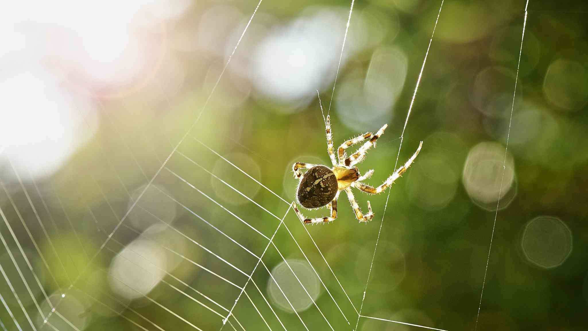 عنکبوت شیرده,اخبار علمی,خبرهای علمی,طبیعت و محیط زیست