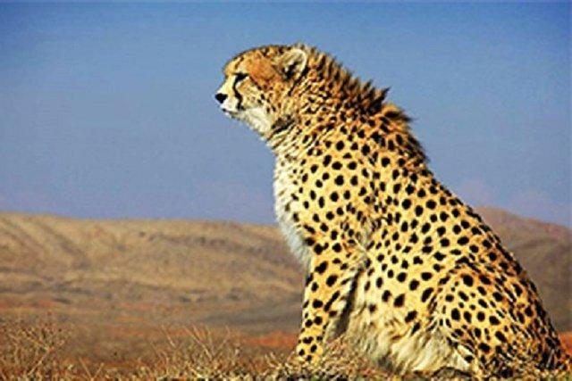 یوزپلنگ آسیایی یوزپلنگ آسیایی,اخبار اجتماعی,خبرهای اجتماعی,محیط زیست