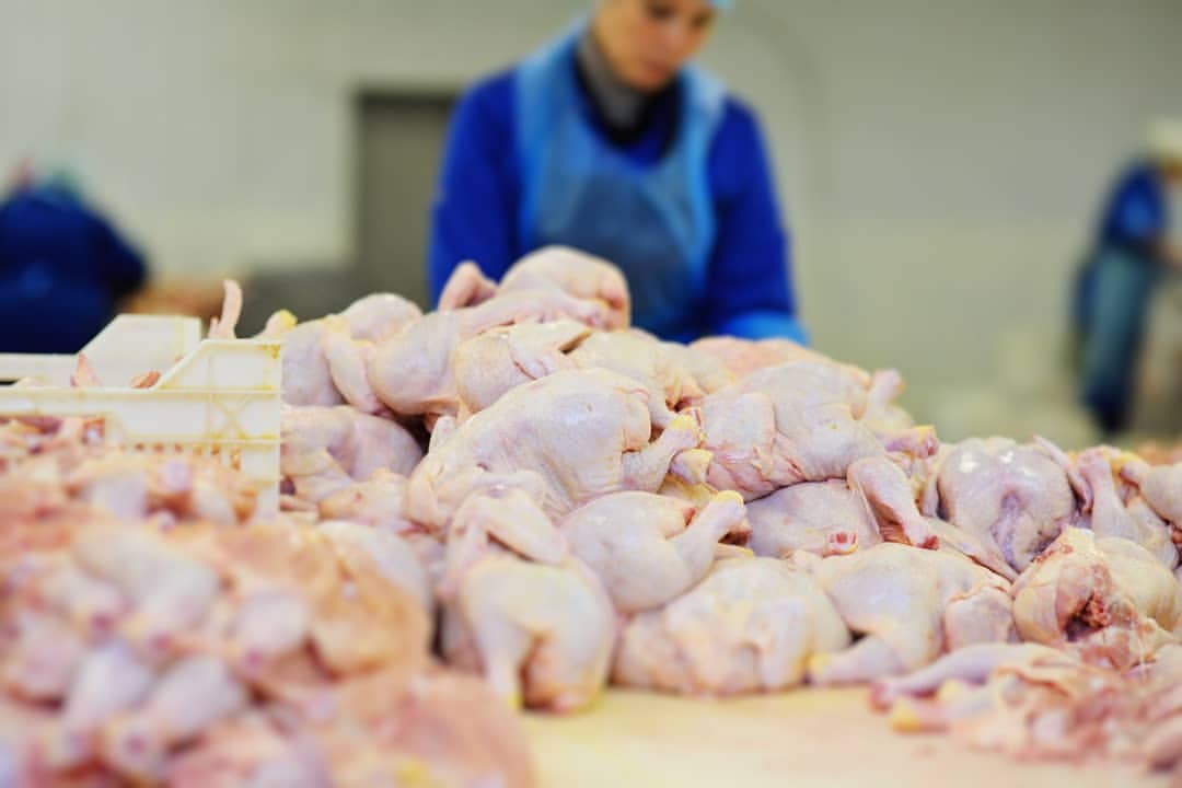 افزایش گوشت مرغ,اخبار اقتصادی,خبرهای اقتصادی,کشت و دام و صنعت