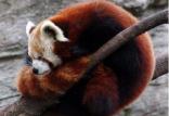 پانداهای قرمز,اخبار جالب,خبرهای جالب,خواندنی ها و دیدنی ها